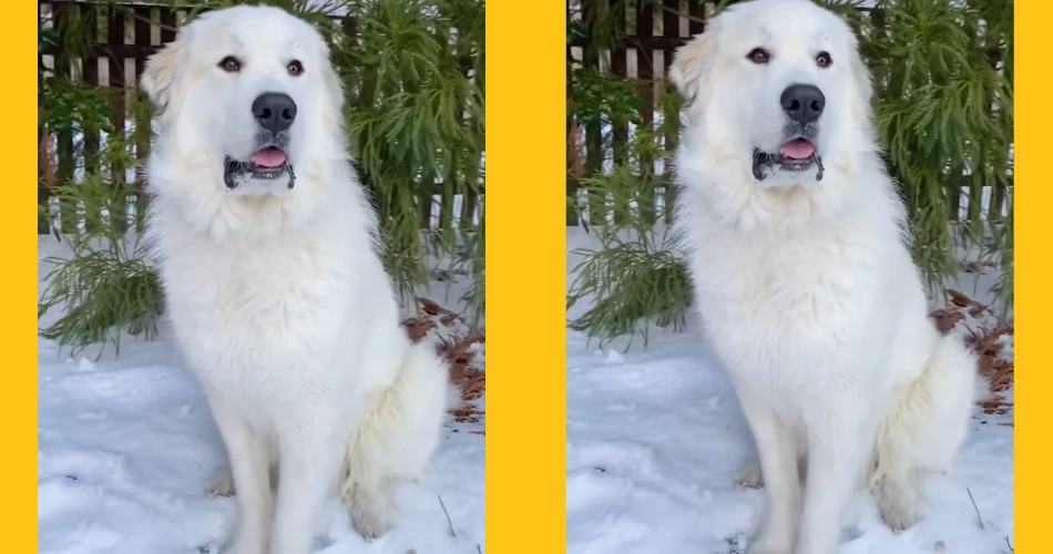 Pyrenean Mountain Dog
Great Pyrenees Shepherd
Pyrenees Dog Breed
Giant Pyrenees
Mountain Dog
White Mountain Dog
Large White Dog Breed
Great Pyrenees Temperament
Fluffy Guard Dog
Pyrenean Dog