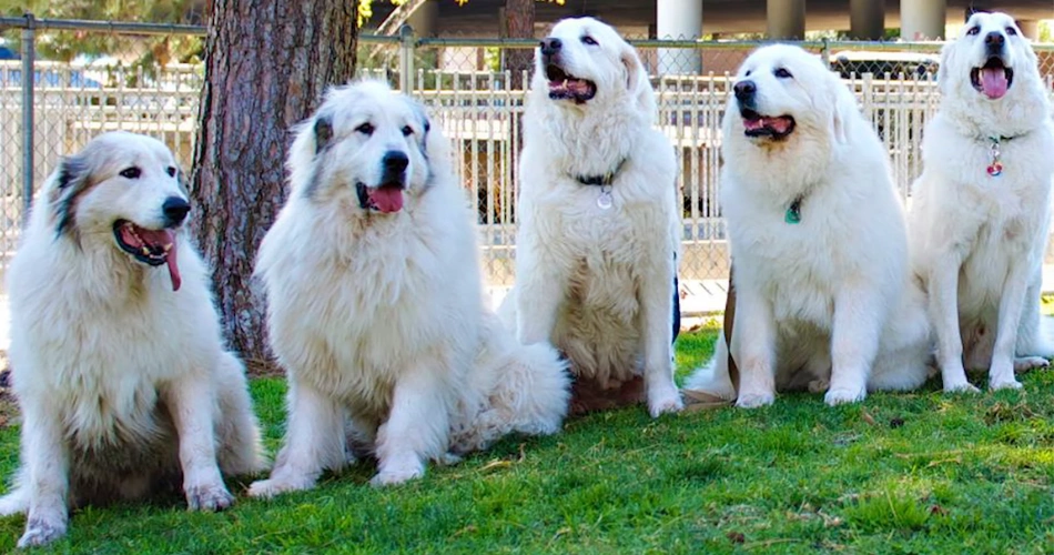 Pyrenean Mountain Dog
Great Pyrenees Shepherd
Pyrenees Dog Breed
Giant Pyrenees
Mountain Dog
White Mountain Dog
Large White Dog Breed
Great Pyrenees Temperament
Fluffy Guard Dog
Pyrenean Dog