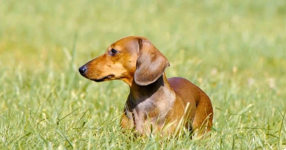 Wiener dogs