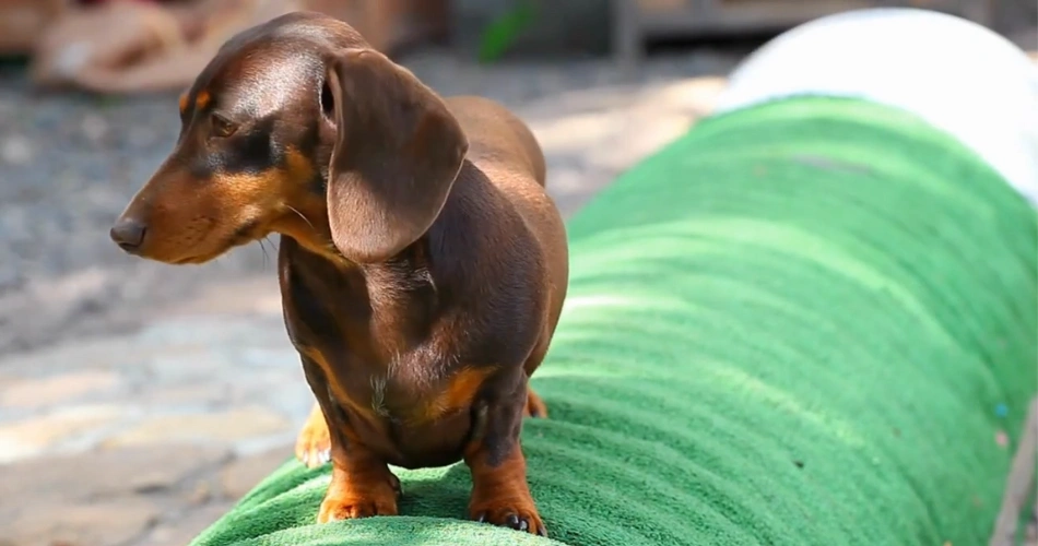 wiener dogs