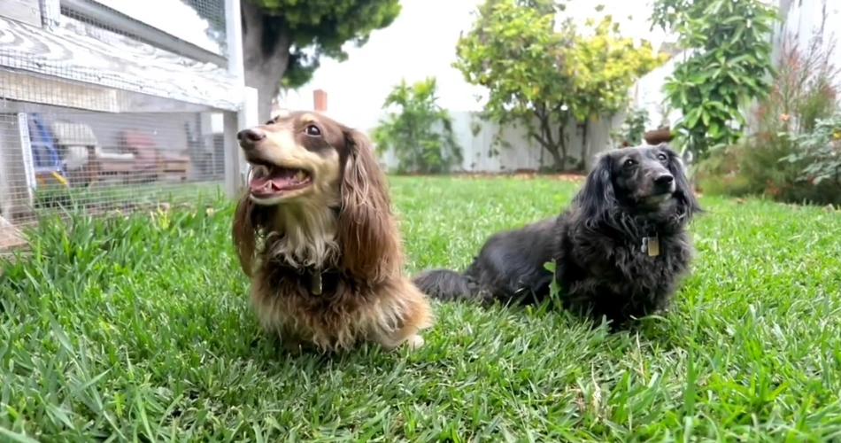 Miniature Dachshund
Sausage Pup
Weenie Dog
Long Dog