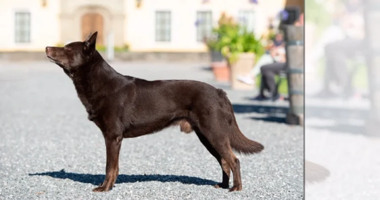 Australian Kelpie The Australian Kelpie is a unique breed as they are skilled herders and make great companions due to their obedience and hardworking nature. With a distinct history and exceptional traits, they stand out as one of a kind. These dogs are intelligent, devoted, and energetic, thriving whether working in the fields or cuddling at home as beloved family pets.Aussie Kelpie Australian Farm Dog Blue Kelpie