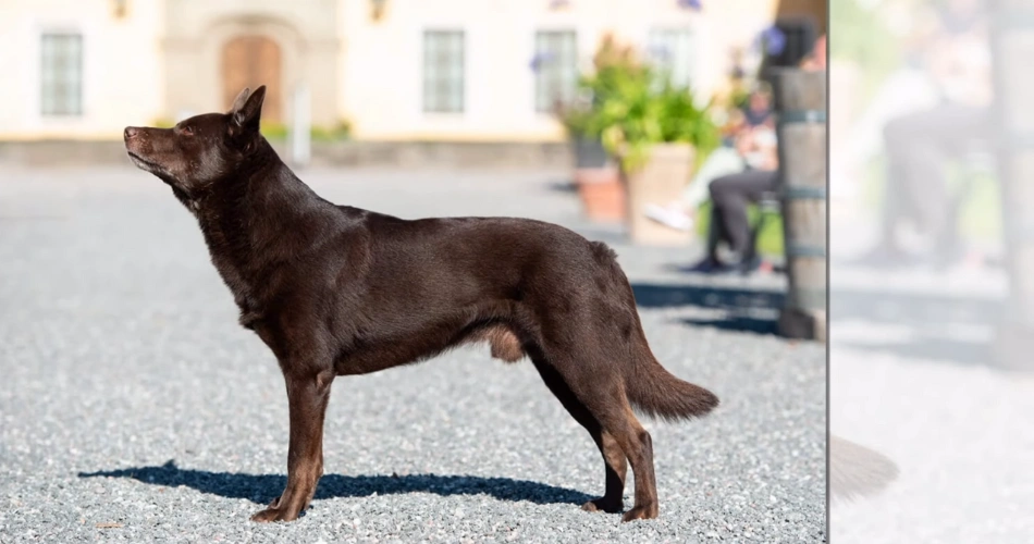 Australian Kelpie The Australian Kelpie is a unique breed as they are skilled herders and make great companions due to their obedience and hardworking nature. With a distinct history and exceptional traits, they stand out as one of a kind. These dogs are intelligent, devoted, and energetic, thriving whether working in the fields or cuddling at home as beloved family pets.Aussie Kelpie Australian Farm Dog Blue Kelpie