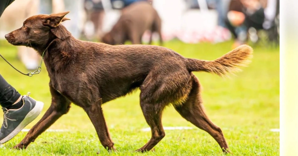 Australian Kelpie
Blue Kelpie
Working Kelpie
