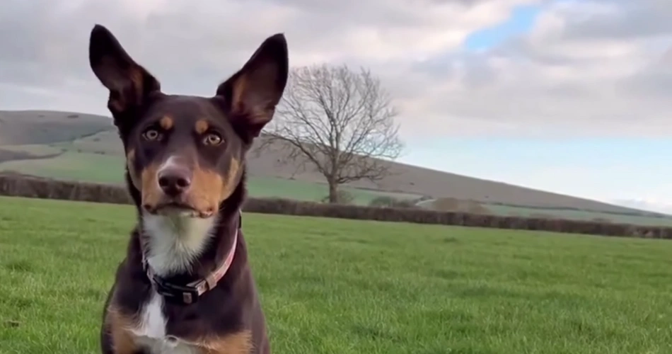 Australian Kelpie