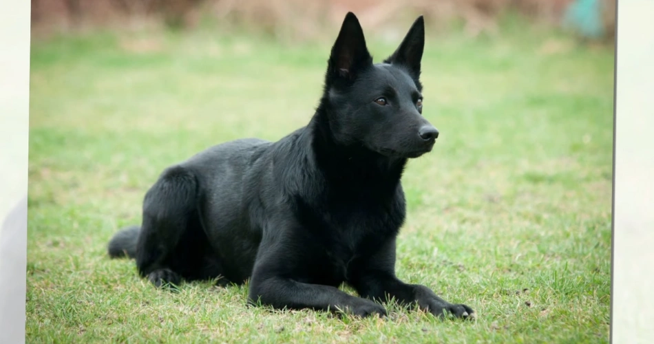 Kelpie Dog Australian Sheepdog Aussie Kelpie Kelpie Herding Dog Australian Cattle Dog (similar breed) Working Kelpie Australian Working Dog Aussie Shepherd Australian Farm Dog Blue Kelpie