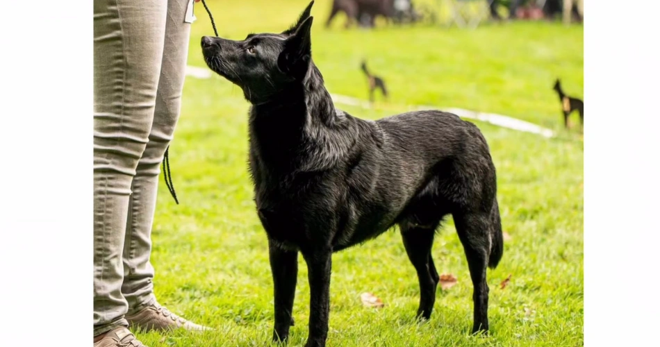 Australian Kelpie