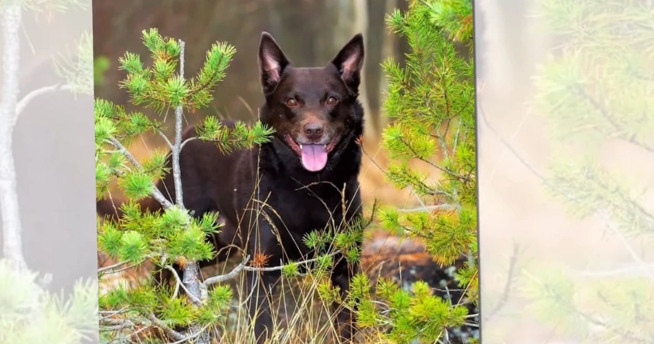 Australian Kelpie