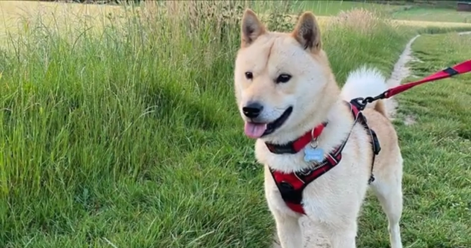 Hokkaido dogs 