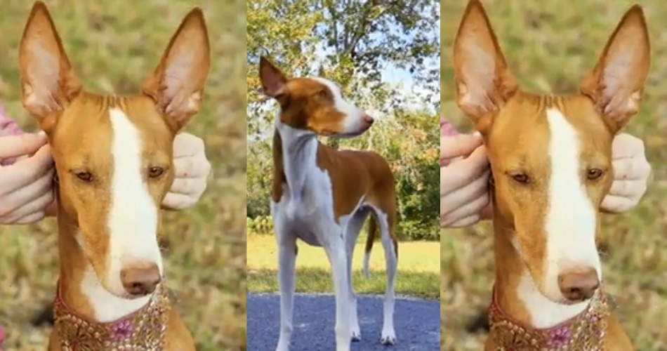 Ibizan Hound dog 