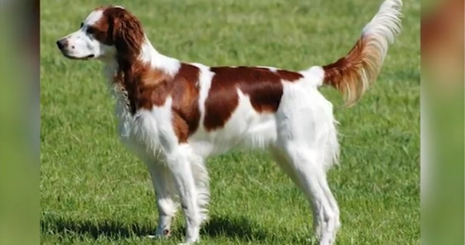 Irish Red and White Setter