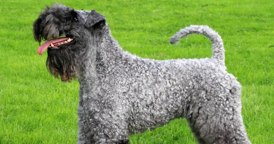 Irish Water Spaniel