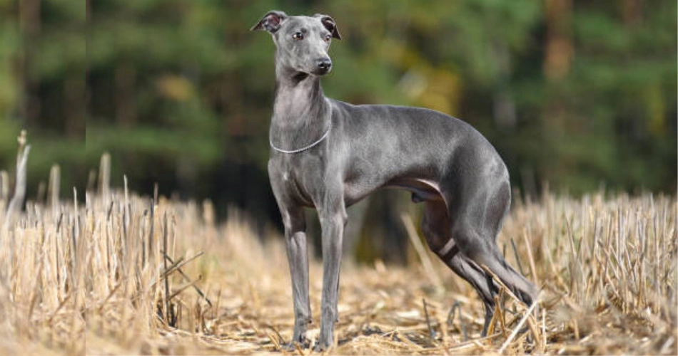 Italian Greyhound