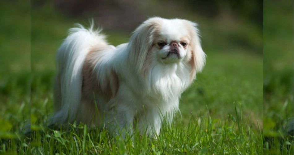 Japanese Chin dog 