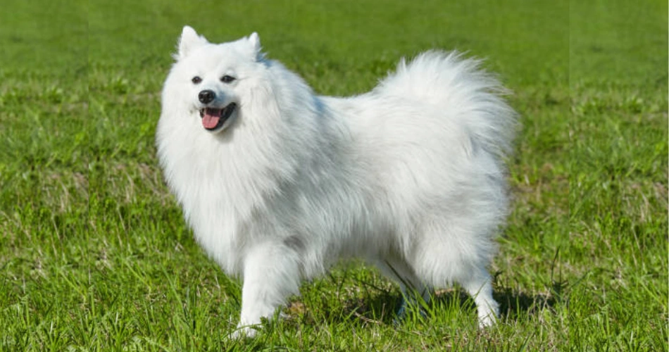  Japanese Spitz