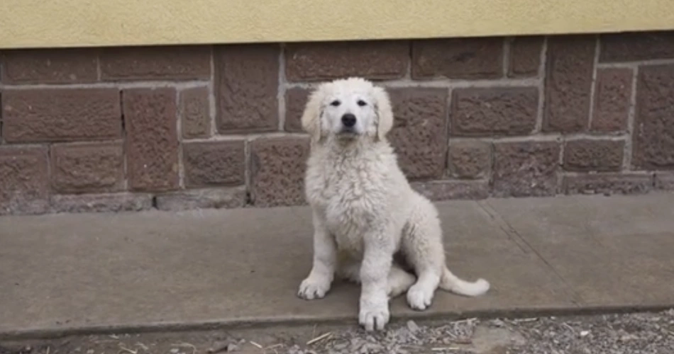 Kuvasz dog