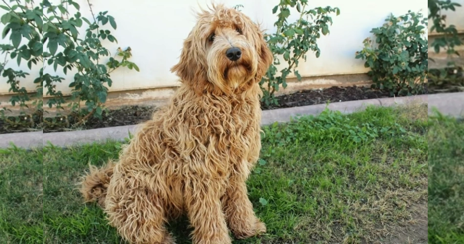 Labradoodle dog breed 