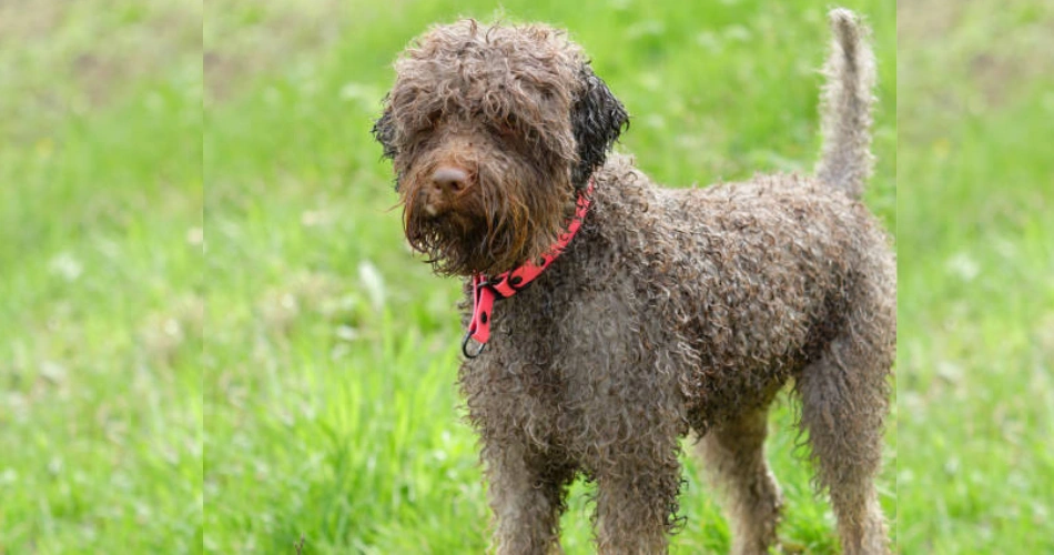 Lagotto Romagnolo dog breeds 