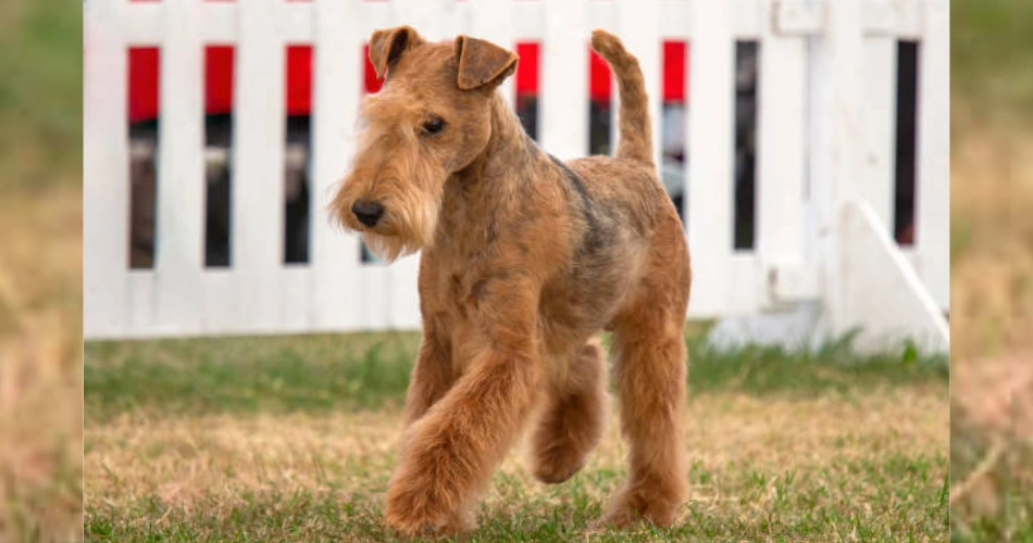  Lakeland Terrier dog 