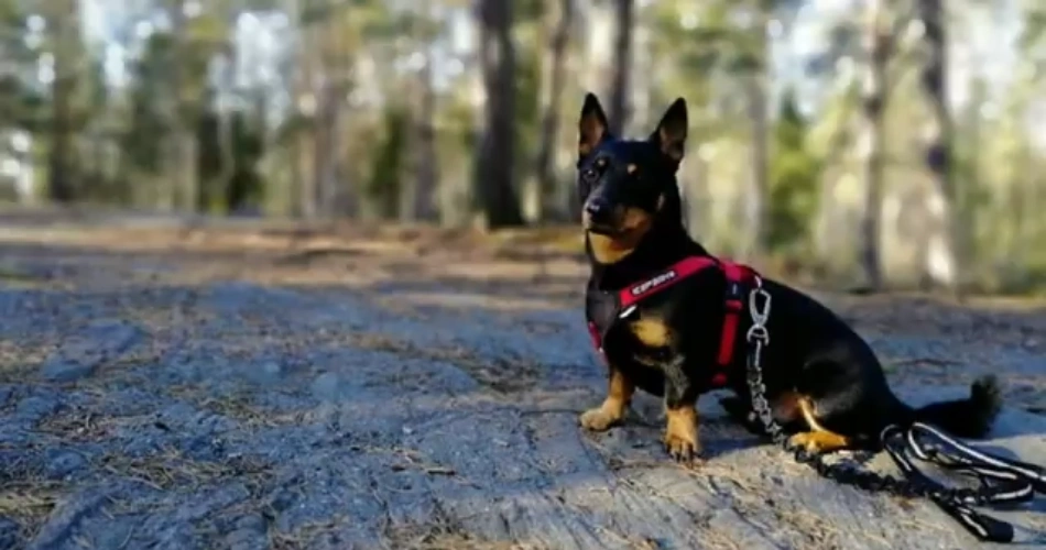 Lancashire Heeler dog 