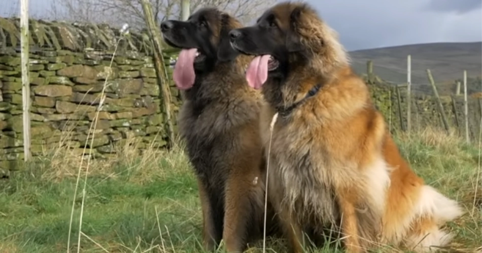 Leonberger dogs 