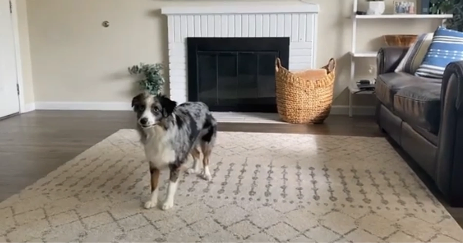 Miniature American Shepherd