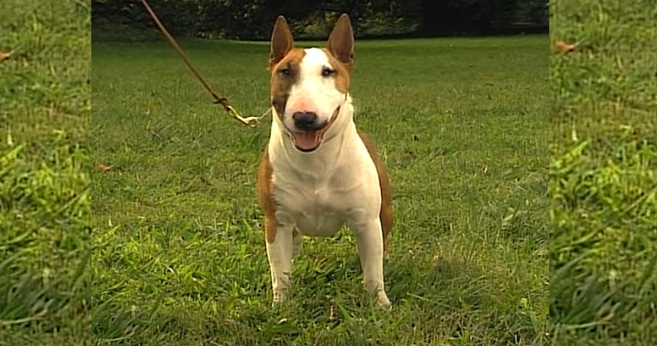 Miniature Bull Terrier