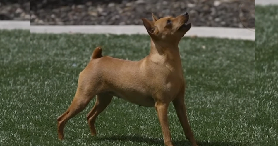 Miniature Pinscher