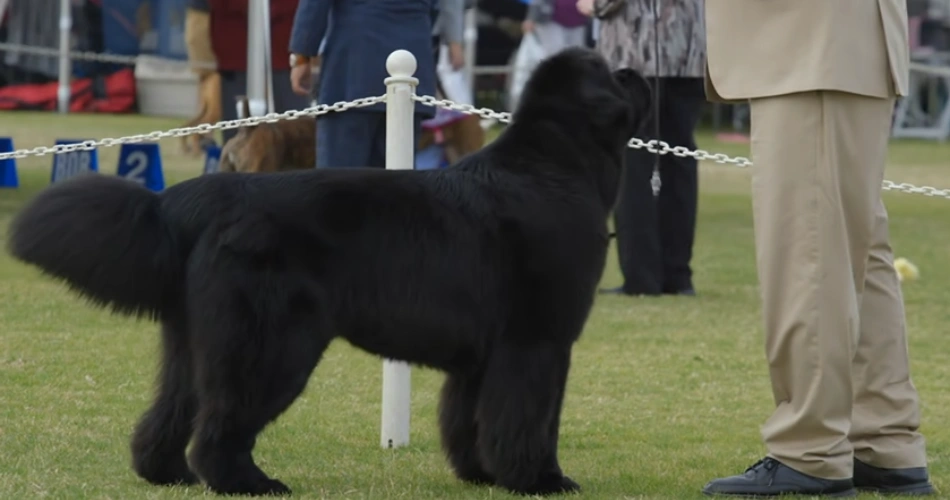 Newfoundland dog breeds 