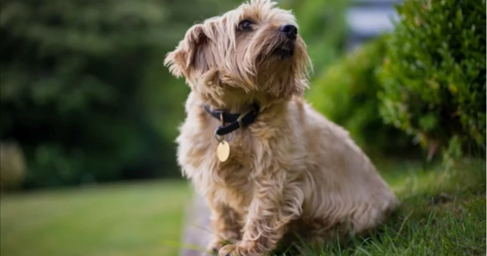 Norfolk Terrier dog