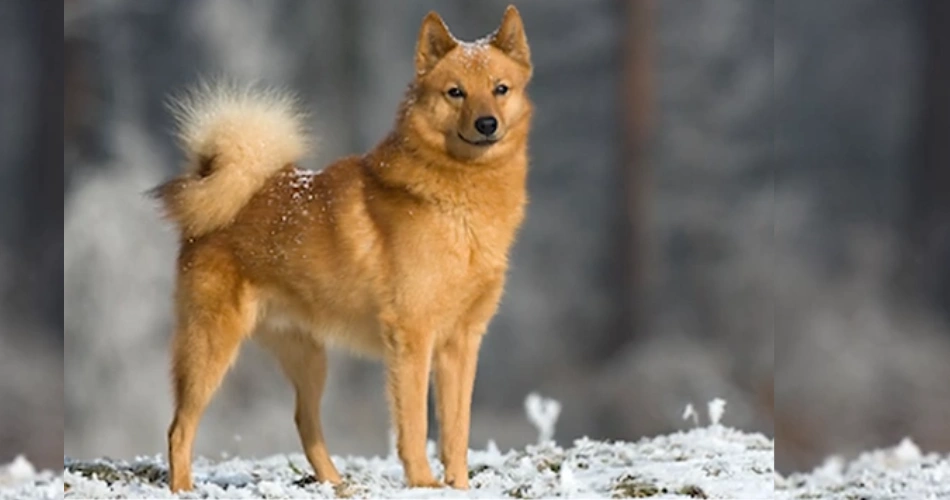 Norwegian Elkhound