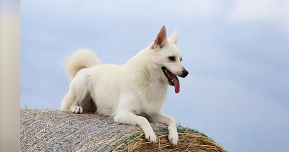  Norwich Terrier dog 