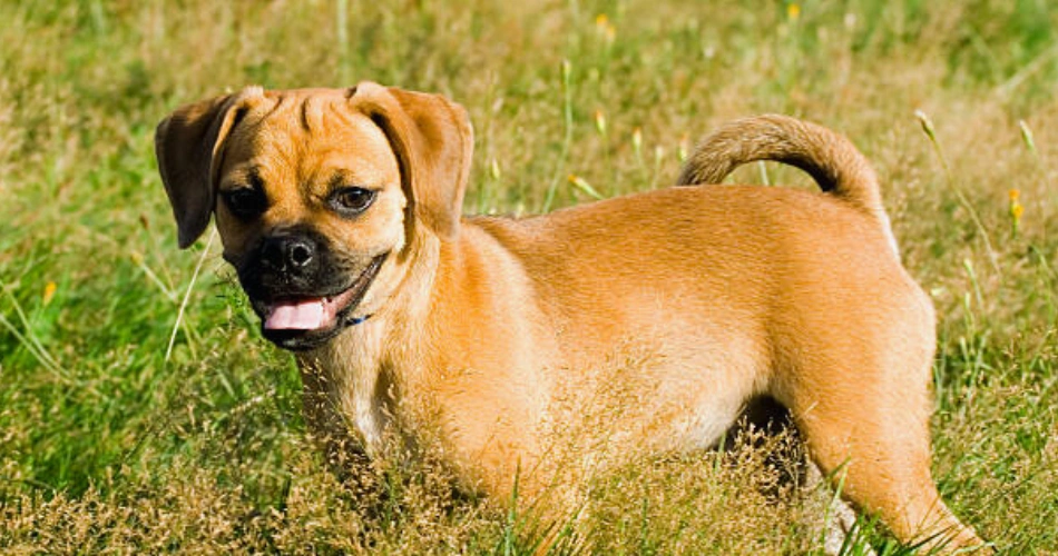 puggle Dogs breeds 