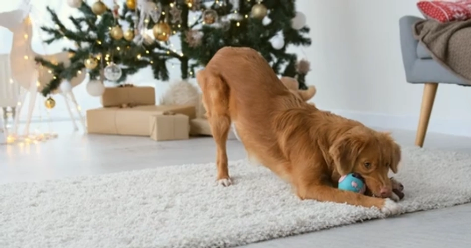 Nova Scotia Duck Tolling Retriever 