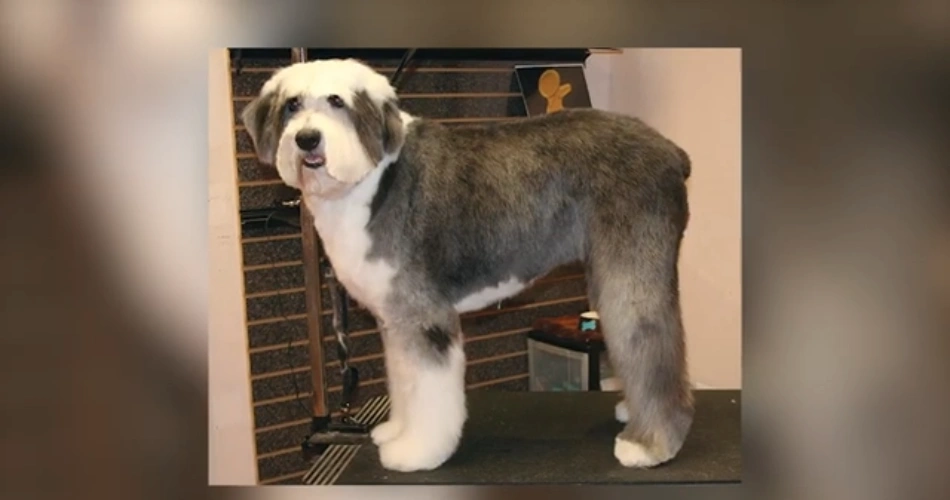 Old English Sheepdog 