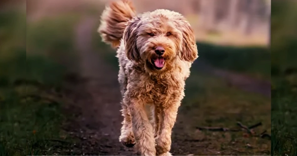  Otterhound dogs 