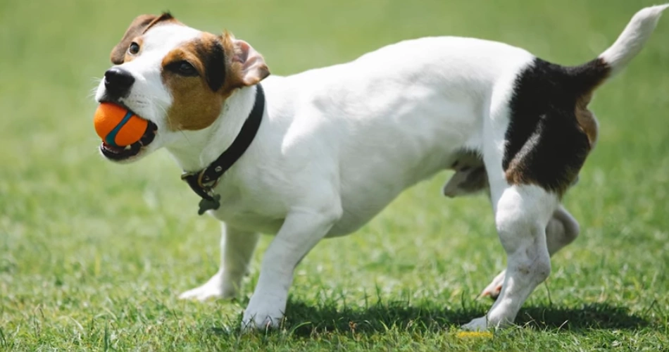  Parson Jack Russell Terrier