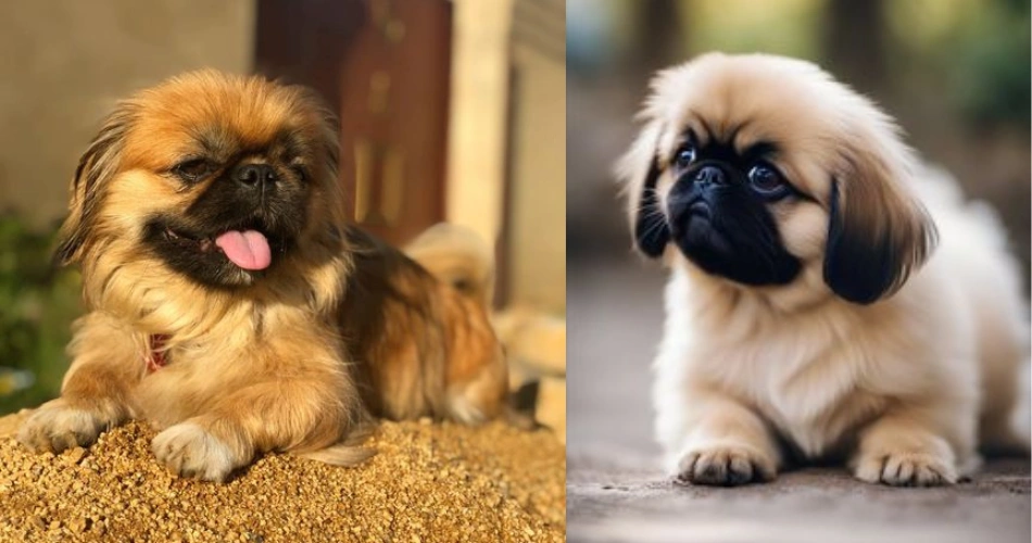 Pekingese dog breeds 