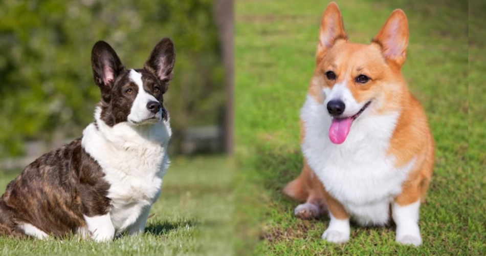 Pembroke Welsh Corgi dog breeds 