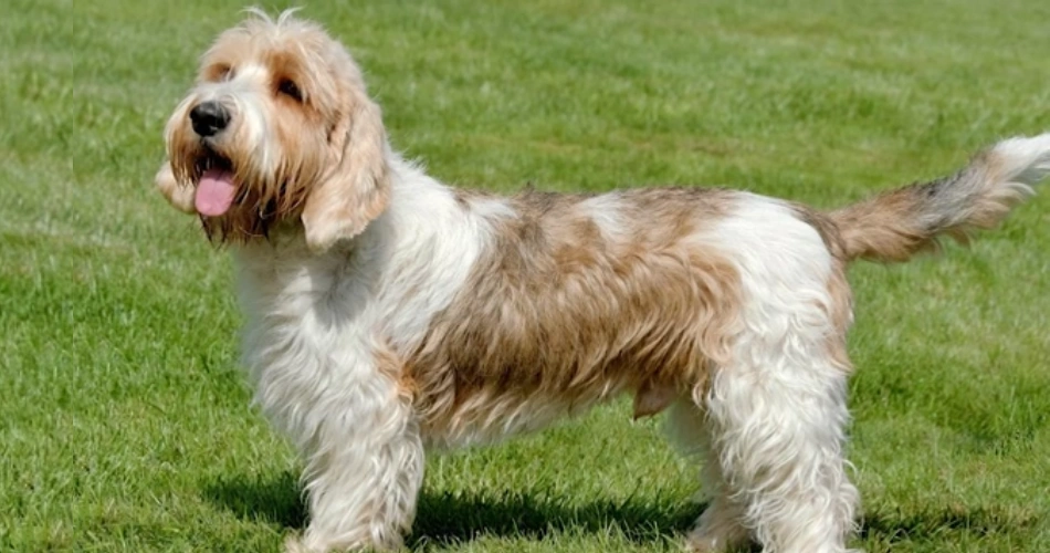 Petit Basset Griffon Vendéen