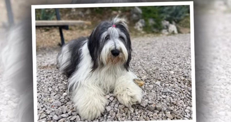 Polish Lowland Sheepdog