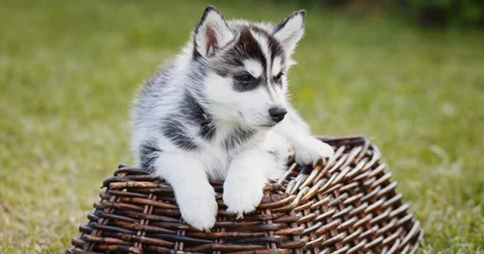  Pomsky dog breed 