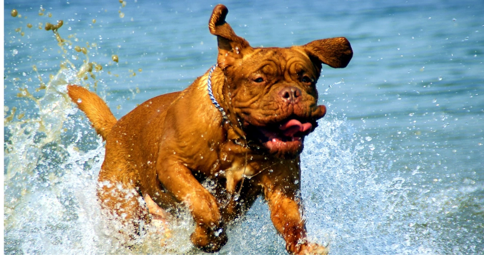  Dogue de Bordeaux