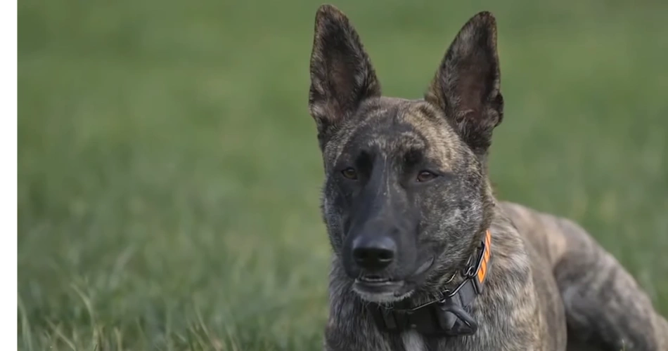 Dutch Shepherd