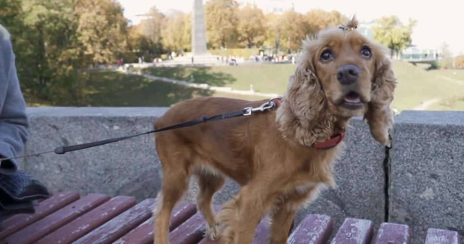 English Cocker Spaniel DOG 
DOG BREEDS 