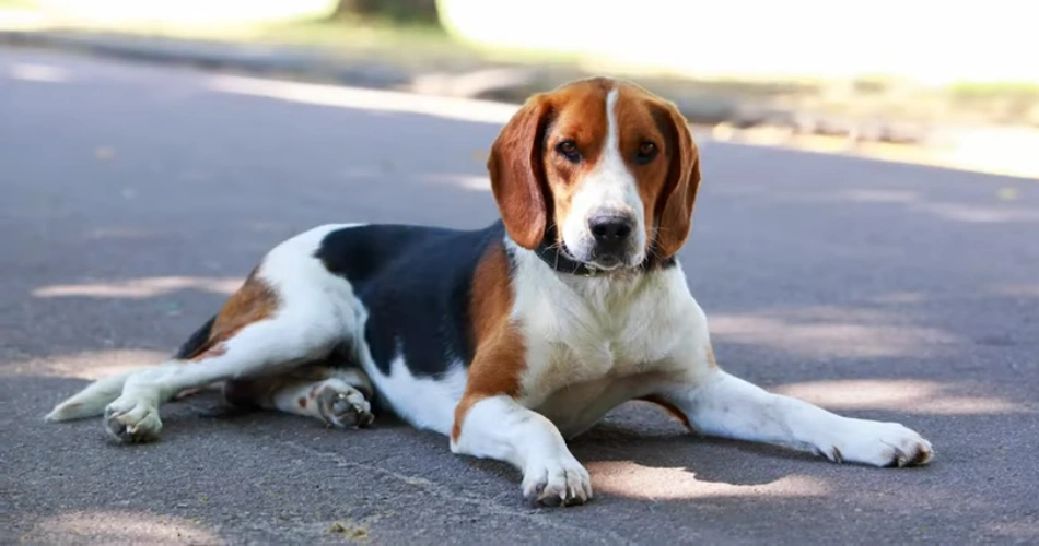 English Foxhound DOGS 
DOG BREEDS 
PRETTYDOG
SMALL DOG 