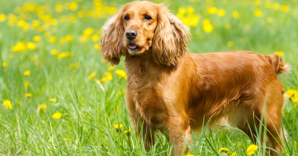 Cocker Spaniel