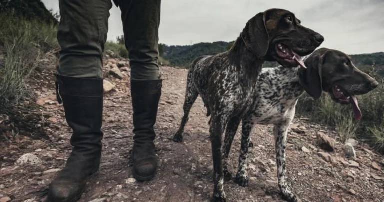 best hunting dogs