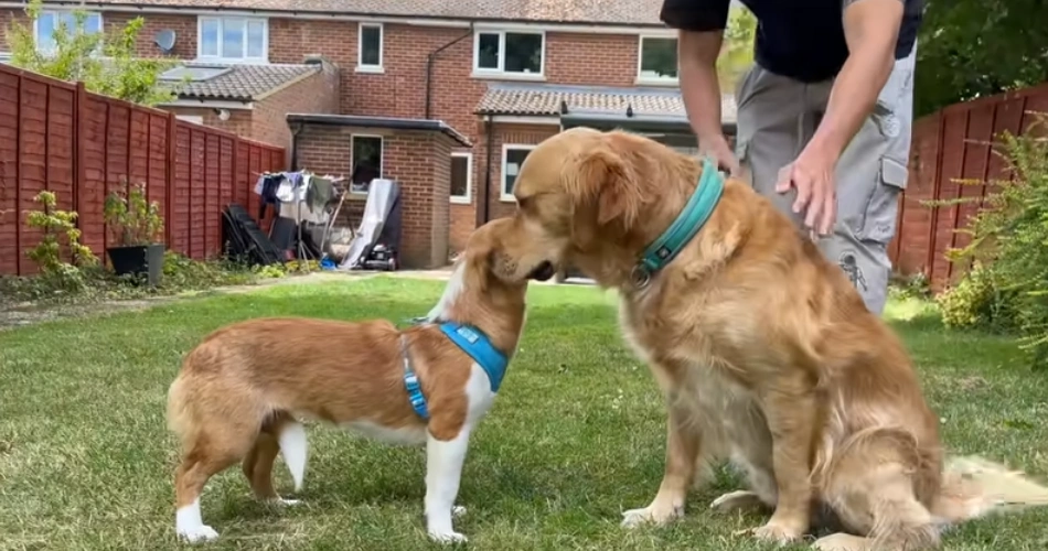  Golden Retrievers 