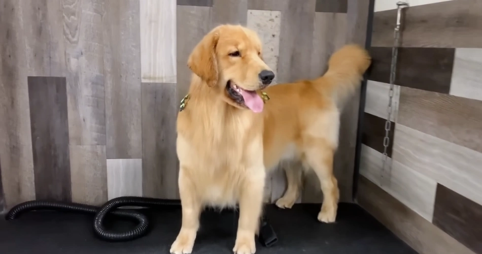 Fluffy Retriever